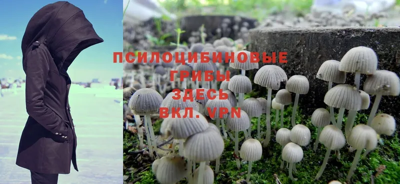 MEGA ссылка  Усинск  Псилоцибиновые грибы Psilocybe 